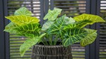 Sztuczna Alocasia