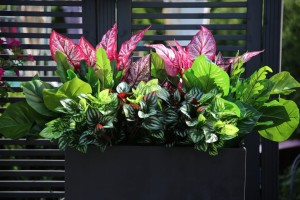 Kompozycja Wsad do Donic