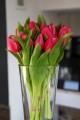 tulipany czerwone.jpg