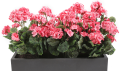 pelargonia6.png