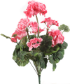 pelargonia7.png