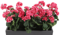 pelargonia8.png