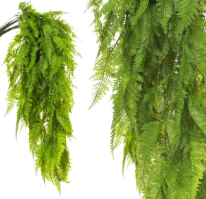 Sztuczna Paproć Płożąca