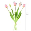 tulipa.jpg