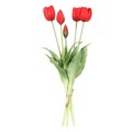 tulipd.jpg