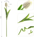 Tulippa.jpg