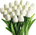 Tulippc.jpg