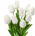 Tulippe.jpg