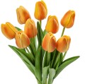 Tulippi.jpg