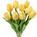 Tulipps.jpg
