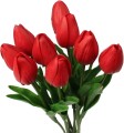 tulipp1.jpg