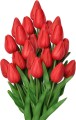 tulipp2.jpg