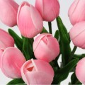 tulipp15.jpg