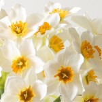 Narcyz 32 cm 6 sztuk