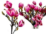 Magnolia 50 cm