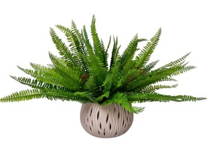 Paproć Bukiet  70cm