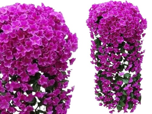 Surfinia fuksja1-Photoroom.jpg