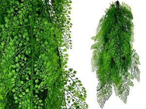 Paproć Drobnolistna Premium 90cm