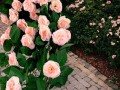 GRWILROSESLIP6.jpg