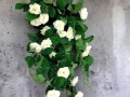 GRWILROSESCR3.jpg