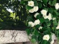 GRWILROSESCR5.jpg