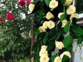 GRWILROSESCR7.jpg