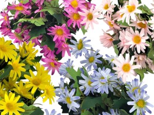 Stokrotka Nagietek 30 cm