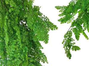 Sztuczna Paproć Drobnolistna PREMUIM UV 80 cm 