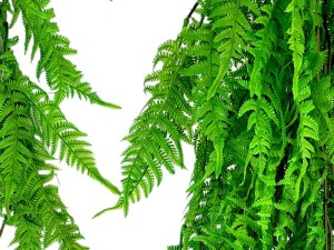 Sztuczna Paproć Klasyczna PREMUIM UV 80 cm  