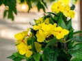7214-Photoroom.jpg