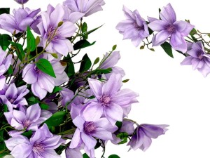 Powojnik Clematis 70 cm  