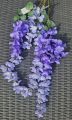 wisteria2.png