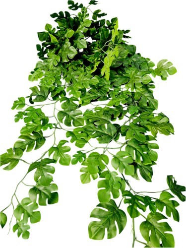 Monstera pnącze.jpg