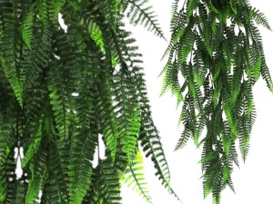 Griny Pnącze Grove Zwis