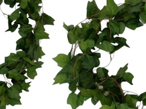 Pnącze Bluszcz Wino 15szt